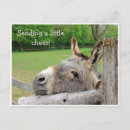 Buscar burros postales Animal de granja