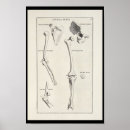 Buscar dibujos anatómicos posters Anatomía