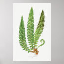 Buscar helechos posters General y unisex