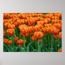 Buscar tulpen Floral