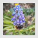 Buscar grapa tarjetas Flores