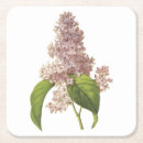 Buscar syringa Flor