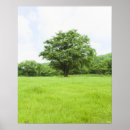 Buscar árbol japonés posters Vertical