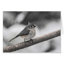 Buscar tiburón salvaje postales Naturaleza