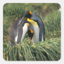 Buscar pingüino de rey pegatinas Pingüinos