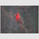Buscar cardenal cumpleaños pájaros Naturaleza