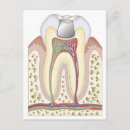 Buscar partes del cuerpo humano postales Médico