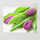 Buscar tulipanes púrpuras postales Flores
