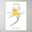 Buscar significado de la flor posters General y unisex