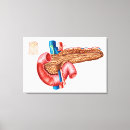 Buscar conducto arte Biología