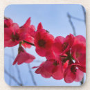 Buscar flores japonesas posavasos Rosa
