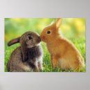 Buscar oídos posters Lindo