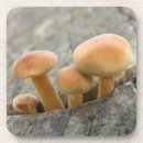 Buscar taburetes posavasos Hongos