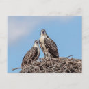 Buscar osprey postales Naturaleza