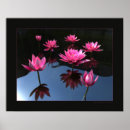 Buscar waterlilies posters Loto