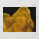 Buscar solo amarillo postales Flor