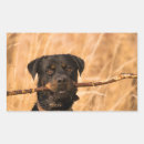 Buscar perro de rottweiler pegatinas Rollo