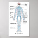 Buscar cerebro posters Nervios