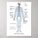 Buscar sistema nervioso posters Cerebro
