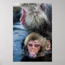 Buscar macaque posters Día