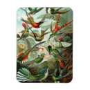 Buscar colibri imanes Naturaleza