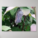 Buscar crisálida Mariposa