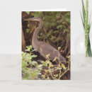 Buscar garza blanca tarjetas Naturaleza