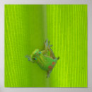 Buscar gecko posters Naturaleza