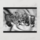 Buscar dormilón postales Divertido