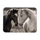 Buscar pares lindos imanes Animales