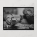 Buscar serpiente negra postales Para todos