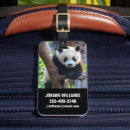 Buscar panda gigante etiquetas para maletas Oso