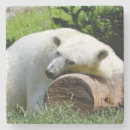 Buscar oso polar posavasos Animales