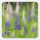 Buscar cam pegatinas Flor