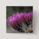 Buscar erizo chapas Rosa