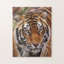 Buscar tigre de bengala puzzles Vida silvestre