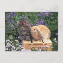 Buscar enfoque postales Gato doméstico