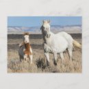 Buscar potros salvajes postales Yegua