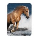 Buscar caballo de mar imanes Ondas