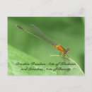 Buscar damselfly Fotografía