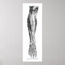 Buscar anatomía posters Vintage