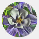 Buscar columbine pegatinas Flor
