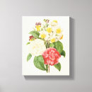 Buscar camelias lienzos Naturaleza
