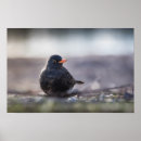 Buscar moreno posters Animal