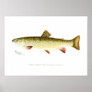 Buscar trucha posters Pescados