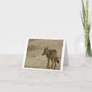 Buscar coyotes tarjetas Fauna