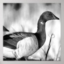 Buscar branta Ganso