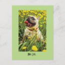 Buscar gangsta postales Perro