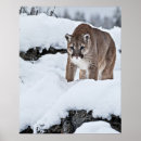 Buscar caza del puma Naturaleza