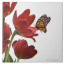 Buscar tulipanes rojos azulejos Naturaleza